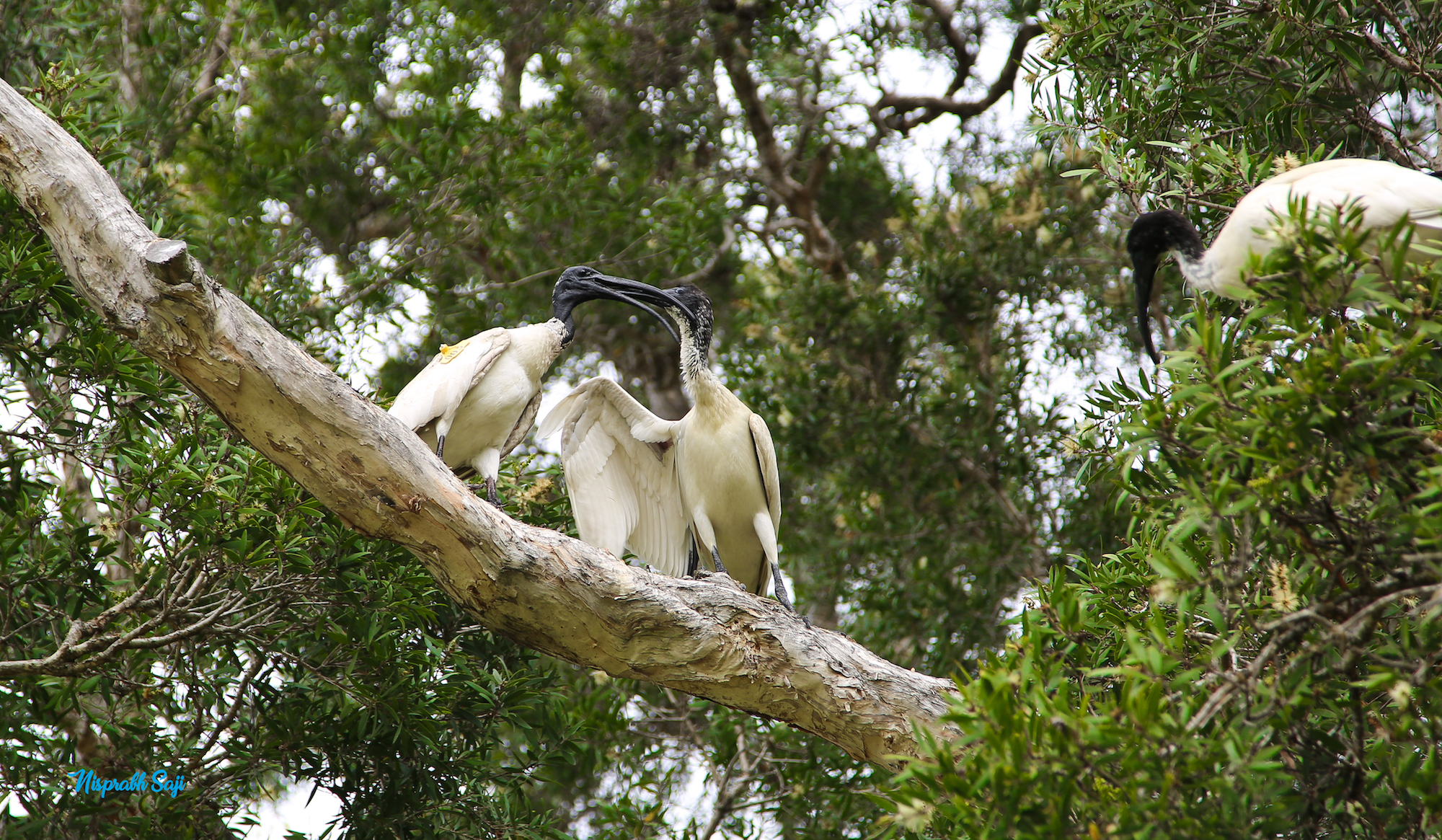 White Ibises are in LOVE 